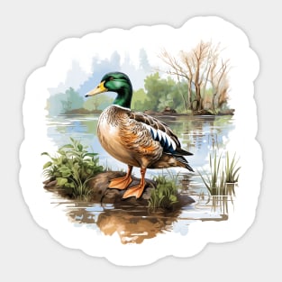 Mallard Sticker